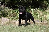 STAFFIE 369